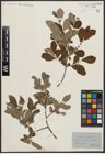 Foto von Salix aurita L.